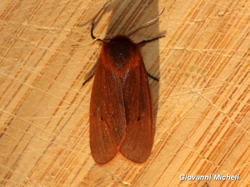 Noctuidae da ID - No, Erebidae Arctiinae: Phragmatobia fuliginosa